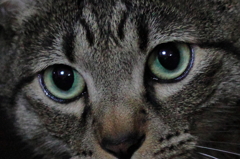 Cat's eyes at night