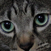Cat's eyes at night