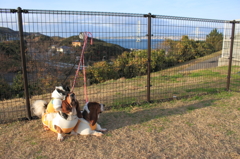 犬に乗る犬