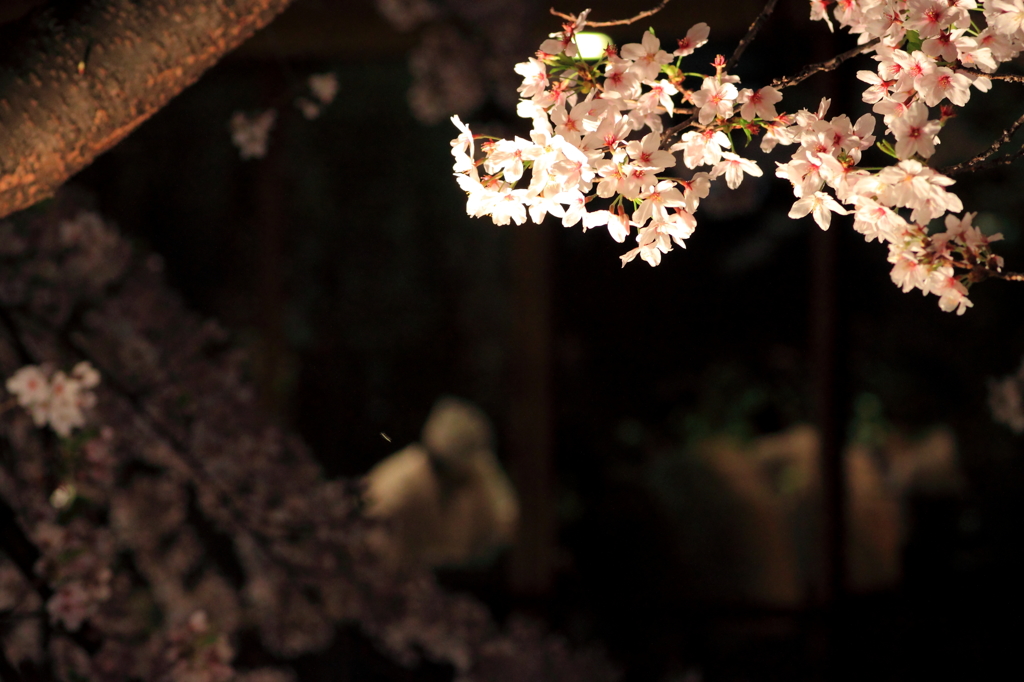 桜に背を向け…