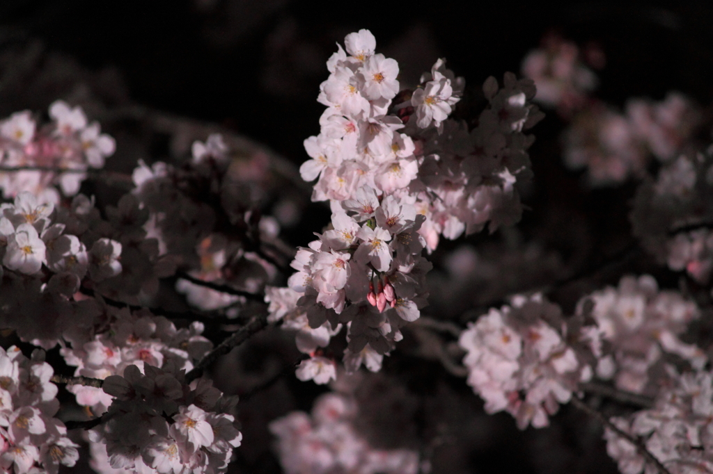 夜桜