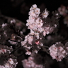 夜桜