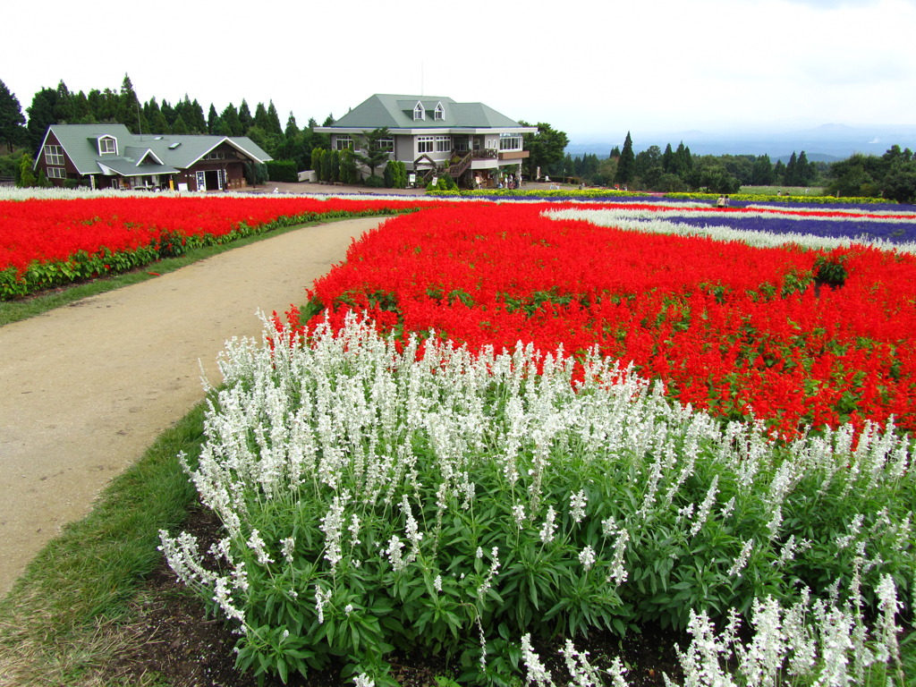 鮮やかな花達