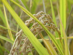 実るほど頭をたれる稲穂かな