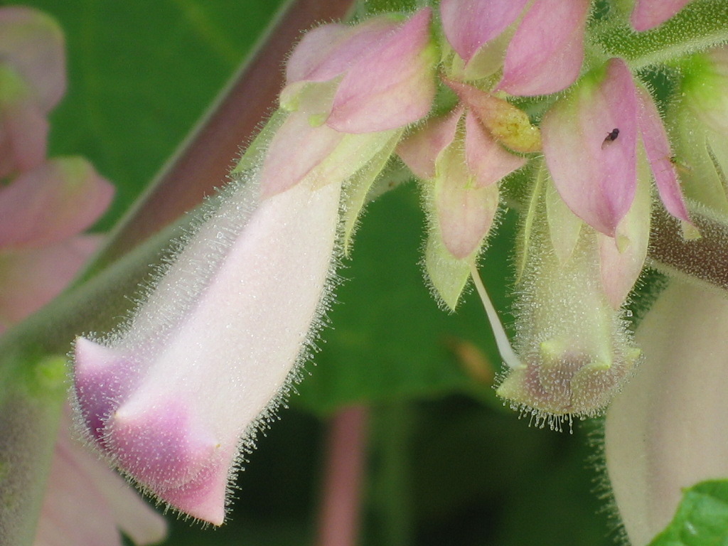 朝つゆに砂漠の花