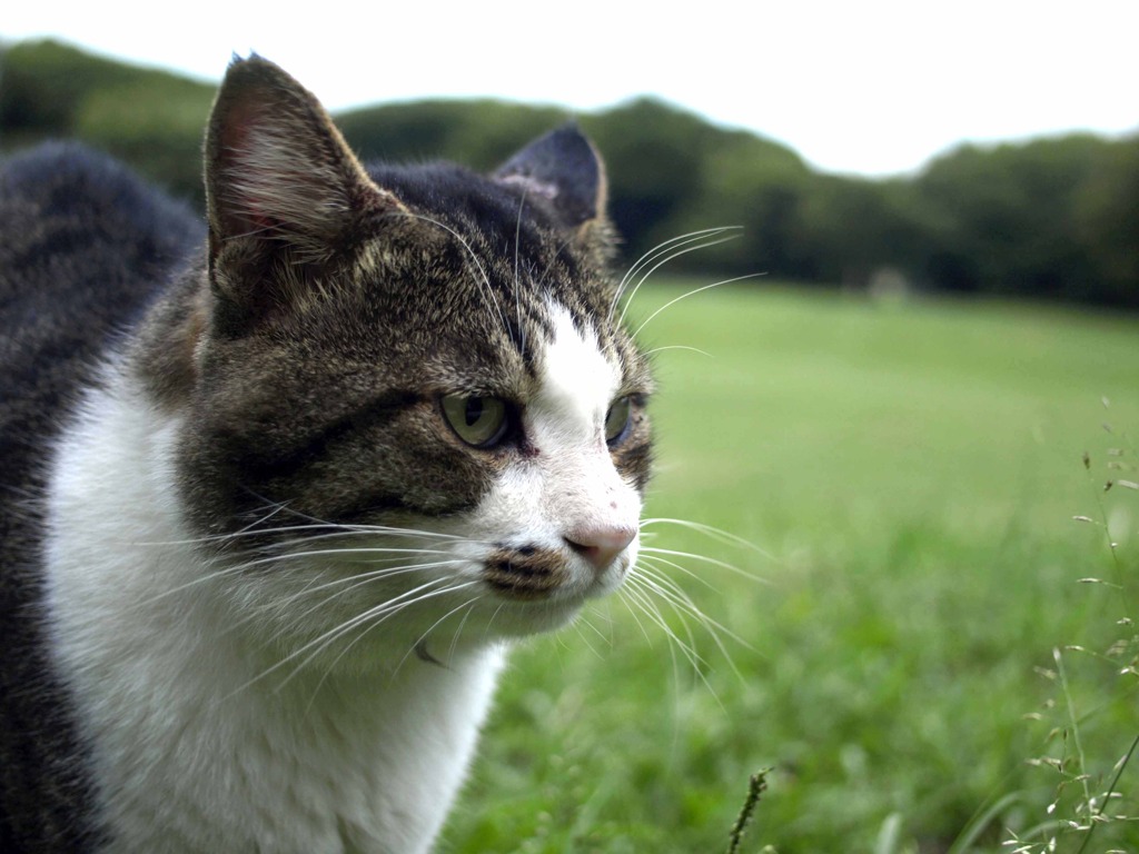 草原にいた一匹猫