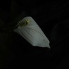 白花