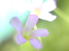 とけていく