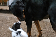 大きな犬と小さな犬