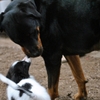 大きな犬と小さな犬