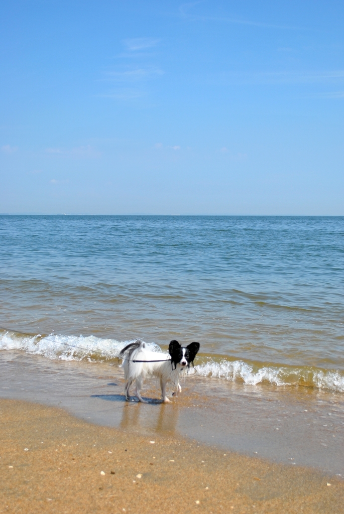 初めての海
