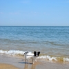 初めての海