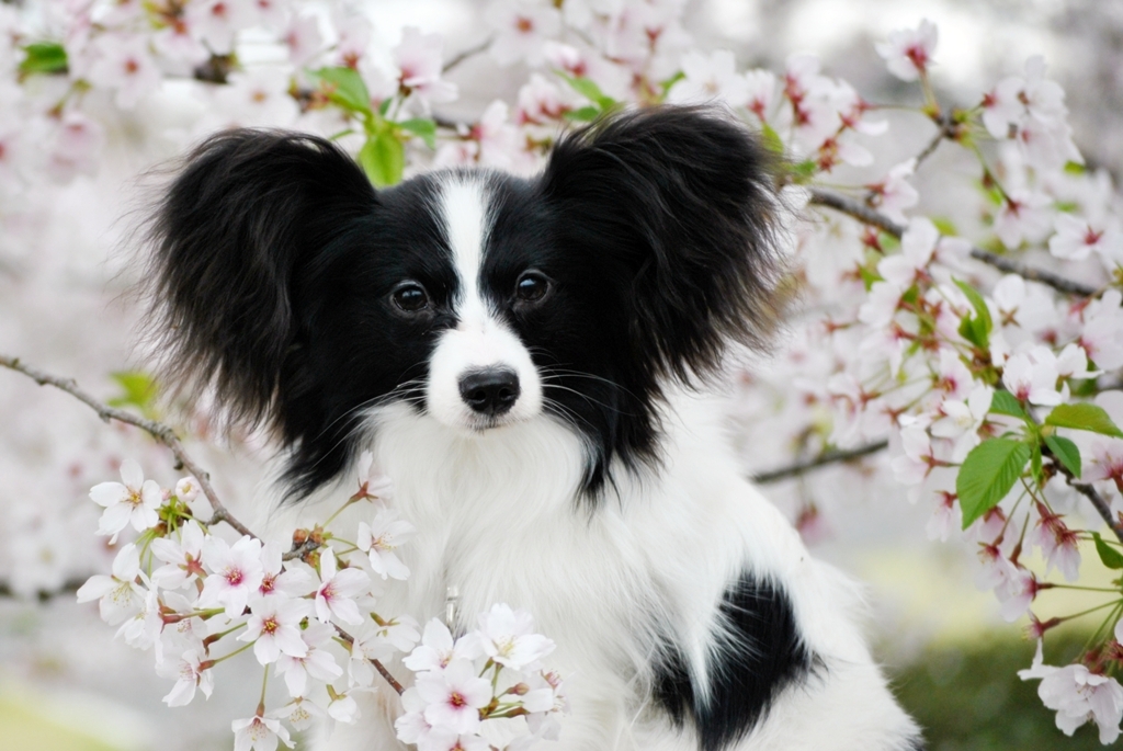 はじめての桜