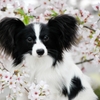 はじめての桜