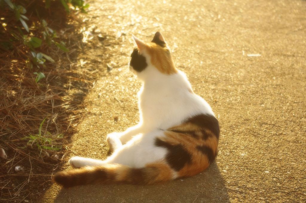IMGP0394‐