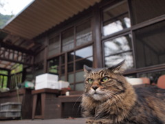 古家と猫