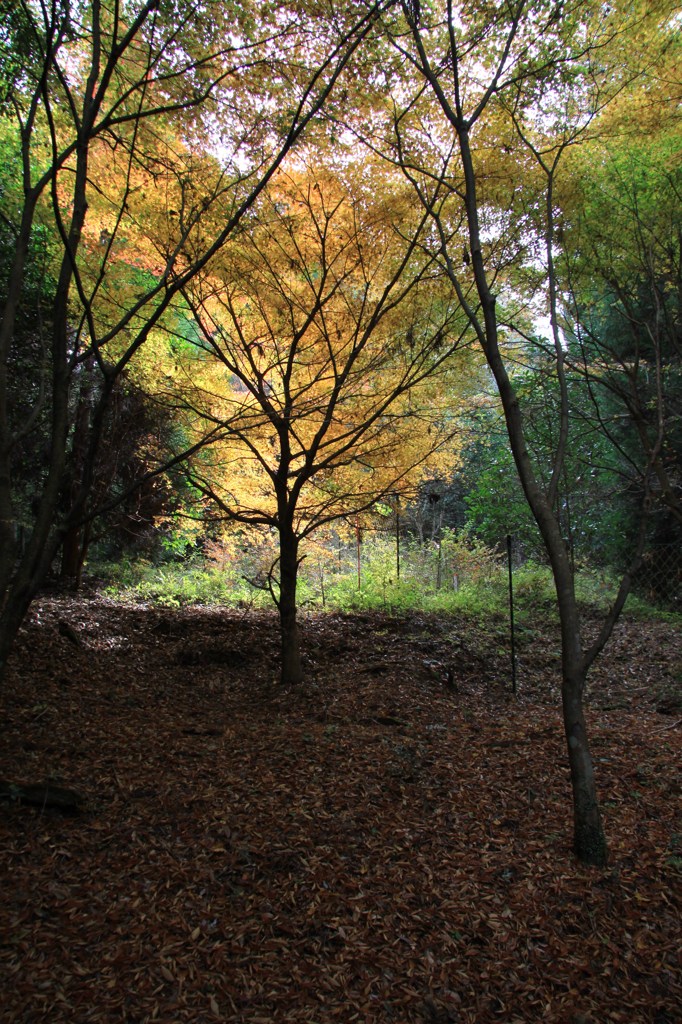 紅葉の光