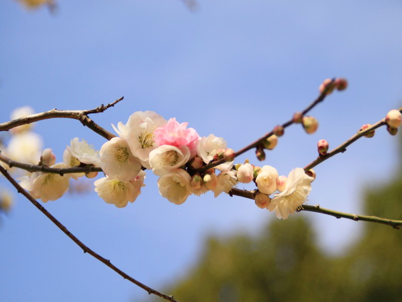 源平咲き分けの梅