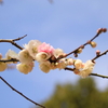源平咲き分けの梅