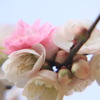 源平咲き分けの梅