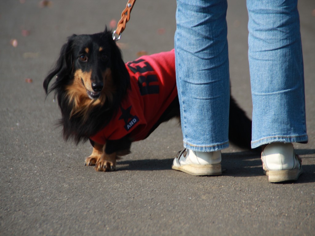 愛犬と妻