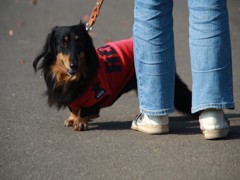 愛犬と妻