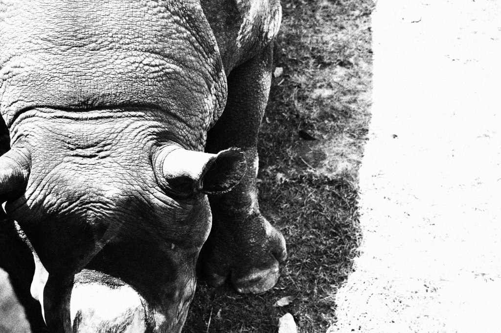Rhinoceros