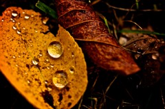 秋雨