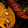 秋雨