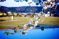 芽吹き