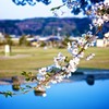芽吹き