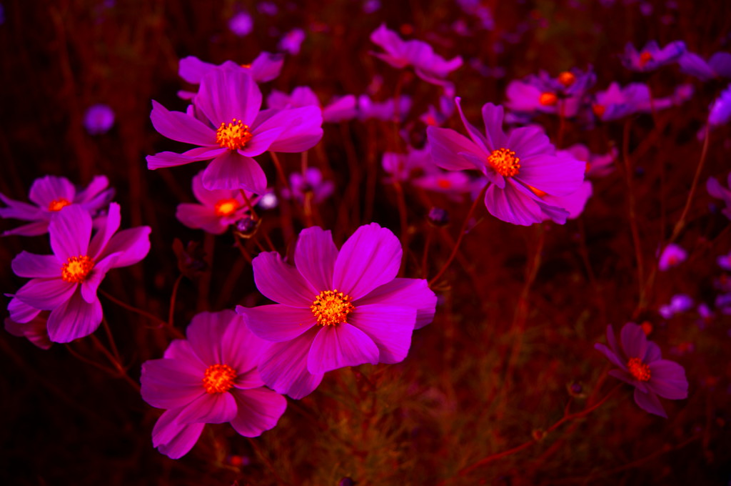 薄明かりの下のコスモス