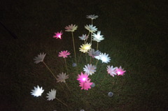 夜のコスモス