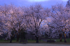 桜　２０１３