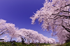 舟川べり　桜　2011