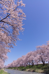 舟川べり　桜2011