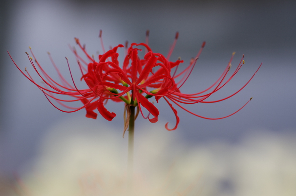 彼岸花