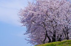 桜　２０１２