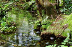 新緑の沢 