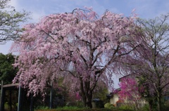 山桜は今が盛り
