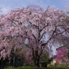 山桜は今が盛り