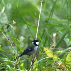 シジュウカラを笑うものはシジュウカラに泣く