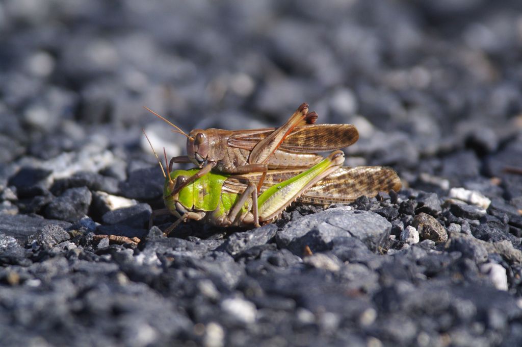 オンブバッタ？