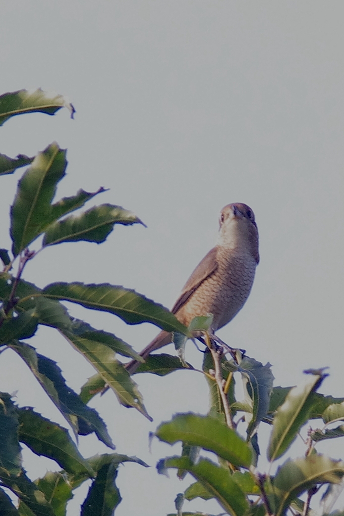 高鳴き