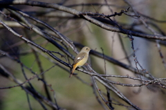 白鳥の沼には野鳥もいる