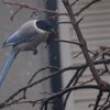 カキ食ったの誰だ！