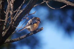 もう高鳴きしない