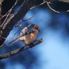 もう高鳴きしない