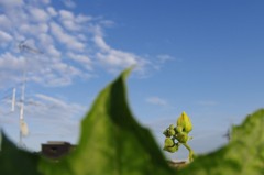 もうひと花咲かせたろう