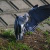 日向ぼっこ